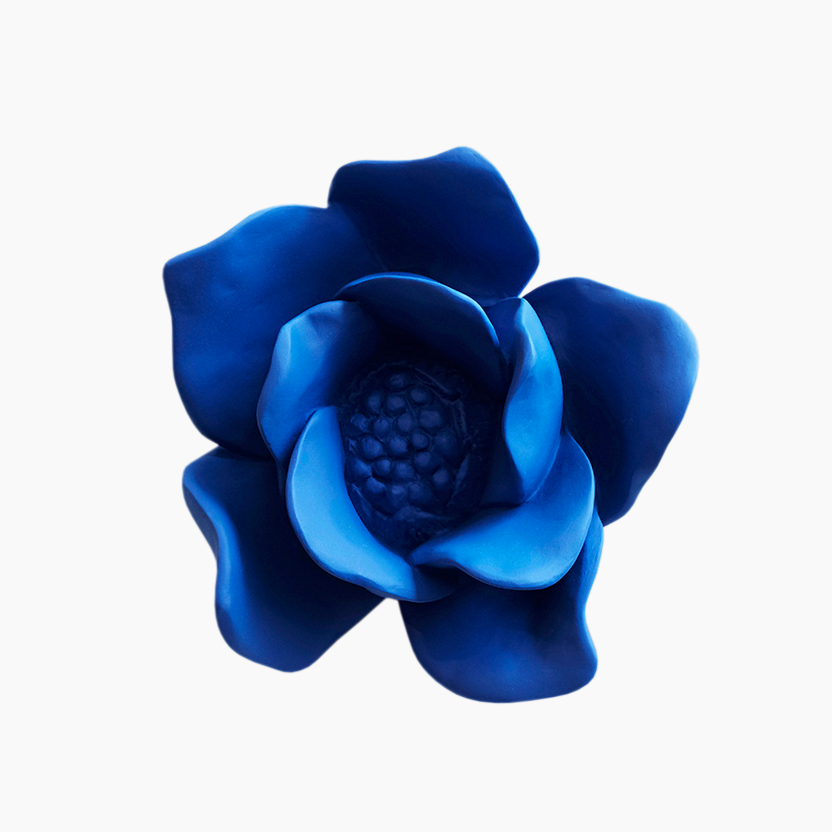 Camélia Azul  Iva Viana